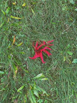 red plant in the rough