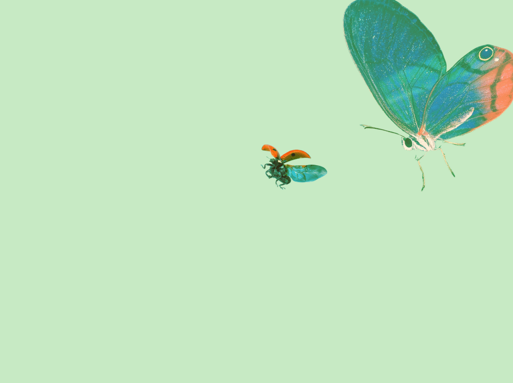 puddles ladybird and butterfly